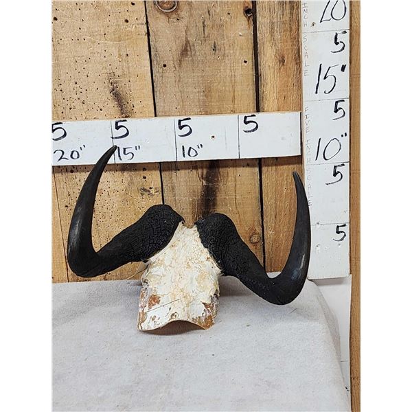 African Black Wildebeest Horns On Skull Plate