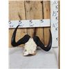 Image 1 : African Black Wildebeest Horns On Skull Plate