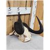Image 2 : African Black Wildebeest Horns On Skull Plate