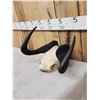 Image 3 : African Black Wildebeest Horns On Skull Plate