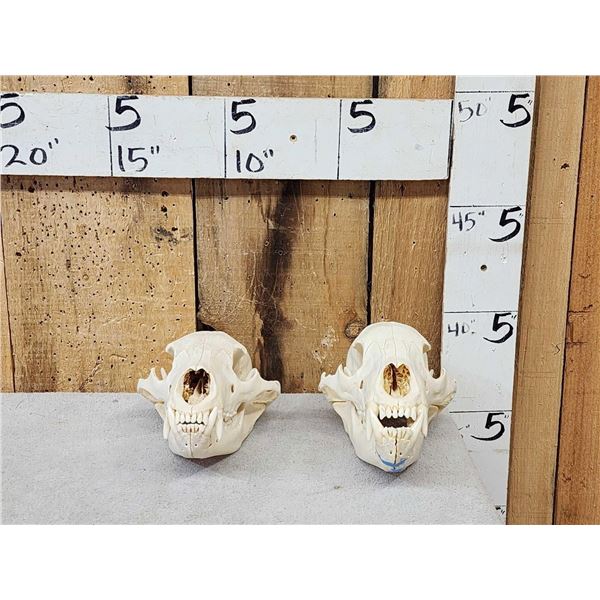 2 Black Bear Skulls Taxidermy