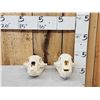 Image 1 : 2 Black Bear Skulls Taxidermy