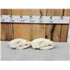 Image 3 : 2 Black Bear Skulls Taxidermy