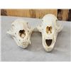 Image 4 : 2 Black Bear Skulls Taxidermy