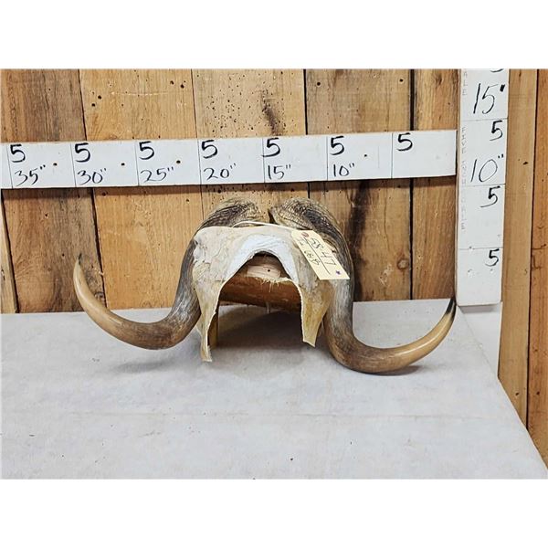 Musk Ox Horns On Skull Plate