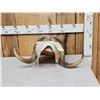 Image 1 : Musk Ox Horns On Skull Plate