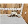 Image 2 : Musk Ox Horns On Skull Plate