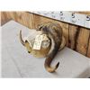 Image 3 : Musk Ox Horns On Skull Plate