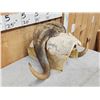 Image 4 : Musk Ox Horns On Skull Plate