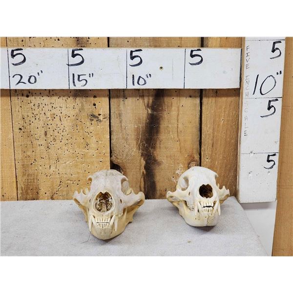 2 Black Bear Skulls Taxidermy