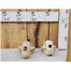 Image 1 : 2 Black Bear Skulls Taxidermy