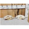 Image 3 : 2 Black Bear Skulls Taxidermy