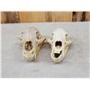 Image 5 : 2 Black Bear Skulls Taxidermy