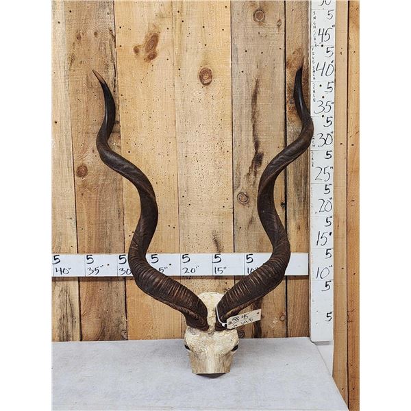 African Kudu Horns On Skull Plate