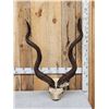 Image 1 : African Kudu Horns On Skull Plate