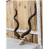 Image 2 : African Kudu Horns On Skull Plate