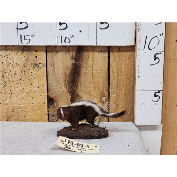 Baby Skunk Full Body Taxidermy Mount