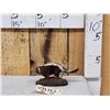 Image 1 : Baby Skunk Full Body Taxidermy Mount
