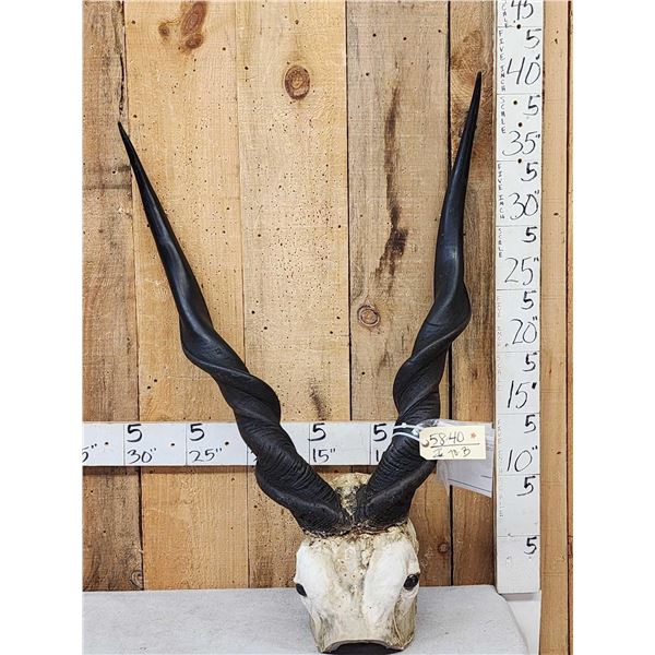 Lord Derby aka Giant Eland Horns On Skull Plate