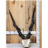 Image 1 : Lord Derby aka Giant Eland Horns On Skull Plate