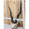 Image 2 : Lord Derby aka Giant Eland Horns On Skull Plate