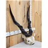 Image 3 : Lord Derby aka Giant Eland Horns On Skull Plate