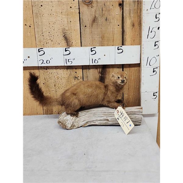 Mink Full Body Taxidermy Mount