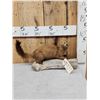 Image 1 : Mink Full Body Taxidermy Mount