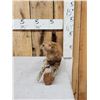 Image 2 : Mink Full Body Taxidermy Mount