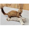 Image 3 : Mink Full Body Taxidermy Mount