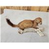 Image 4 : Mink Full Body Taxidermy Mount