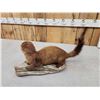 Image 5 : Mink Full Body Taxidermy Mount