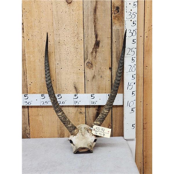 African Waterbuck Horns On Skull Plate Taxidermy
