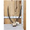 Image 1 : African Waterbuck Horns On Skull Plate Taxidermy