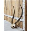 Image 2 : African Waterbuck Horns On Skull Plate Taxidermy