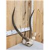 Image 3 : African Waterbuck Horns On Skull Plate Taxidermy