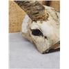 Image 4 : African Waterbuck Horns On Skull Plate Taxidermy