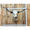 Image 1 : Big Longhorn Bull Shoulder Mount Taxidermy
