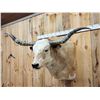 Image 2 : Big Longhorn Bull Shoulder Mount Taxidermy
