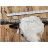 Image 3 : Big Longhorn Bull Shoulder Mount Taxidermy
