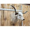 Image 4 : Big Longhorn Bull Shoulder Mount Taxidermy
