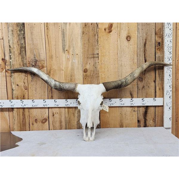 Big Texas Longhorn Skull Taxidermy