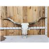 Image 1 : Big Texas Longhorn Skull Taxidermy