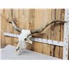 Image 2 : Big Texas Longhorn Skull Taxidermy