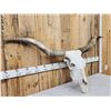 Image 3 : Big Texas Longhorn Skull Taxidermy