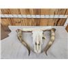 Image 4 : Big Texas Longhorn Skull Taxidermy