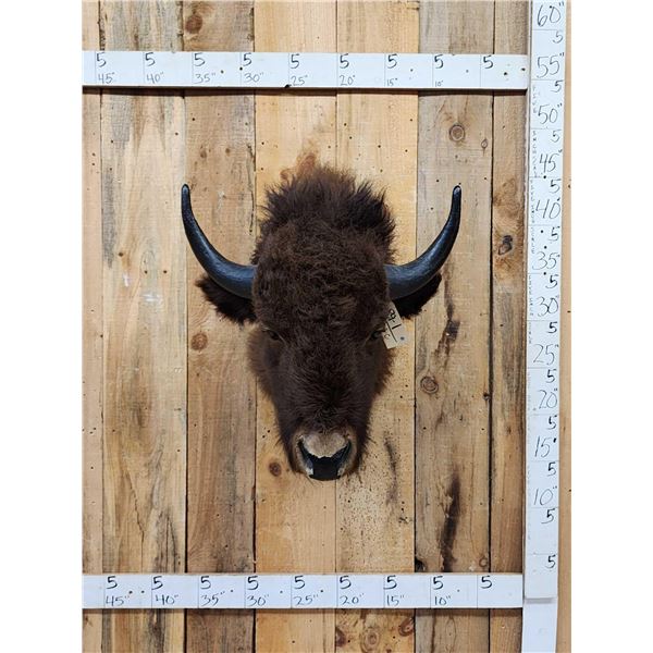 American Bison Buffalo Shoulder Mount Taxidermy