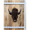 Image 1 : American Bison Buffalo Shoulder Mount Taxidermy