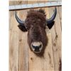 Image 2 : American Bison Buffalo Shoulder Mount Taxidermy