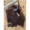 Image 3 : American Bison Buffalo Shoulder Mount Taxidermy